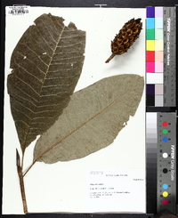 Magnolia rostrata image