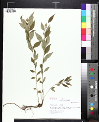 Polygala senega image