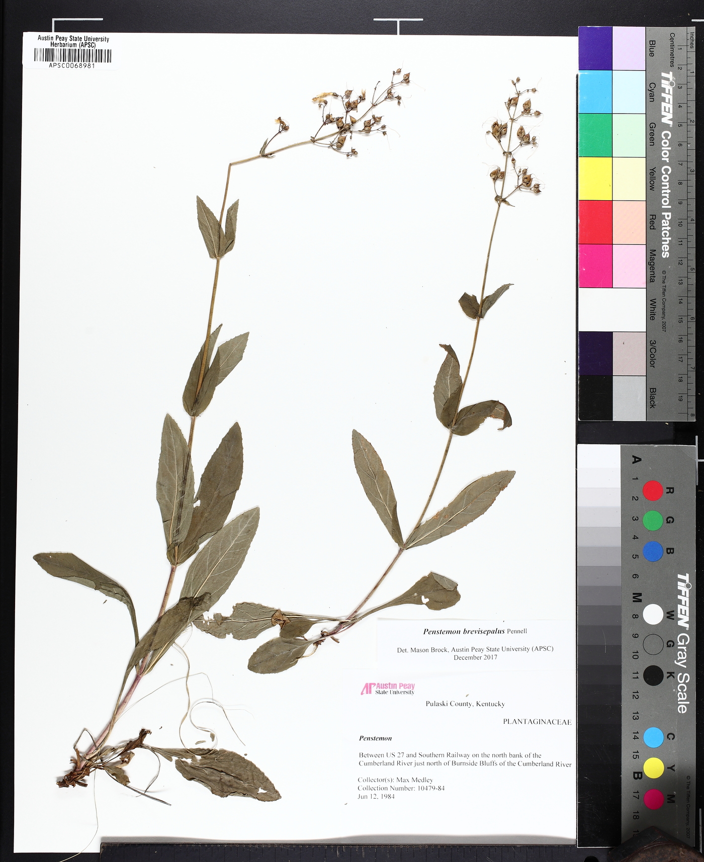 Penstemon brevisepalus image