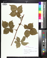 Rubus roribaccus image