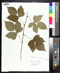 Rubus steelei image