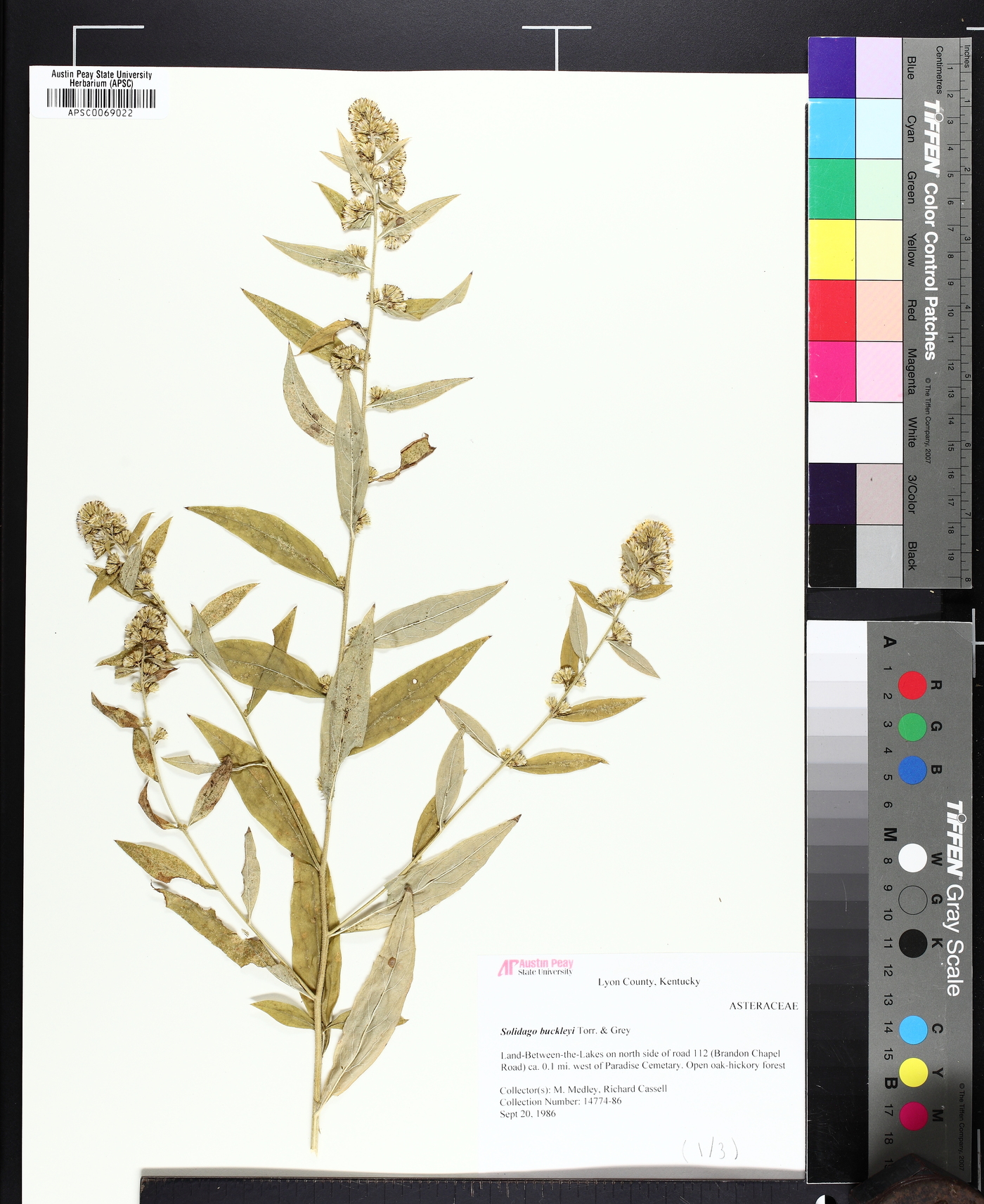 Solidago buckleyi image