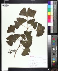 Ginkgo biloba image