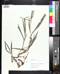 Paspalum pubiflorum image