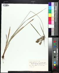 Cyperus retrofractus image