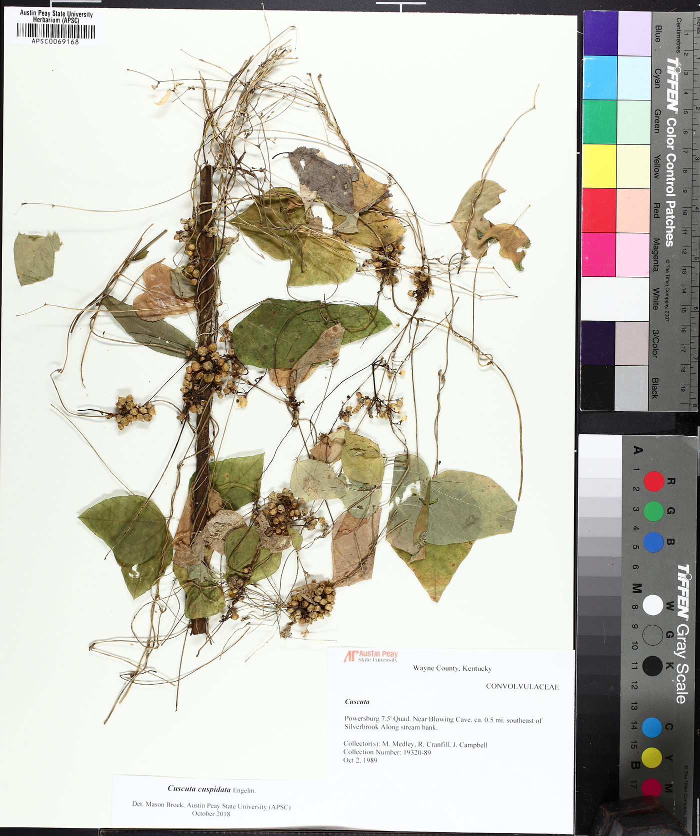 Cuscuta cuspidata image