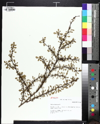 Berberis thunbergii image