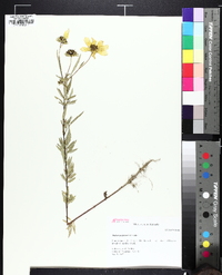 Bidens polylepis image