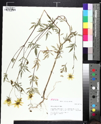 Bidens polylepis image