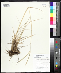 Paspalum notatum image