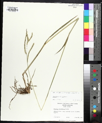 Paspalum dilatatum image