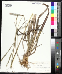 Paspalum floridanum image