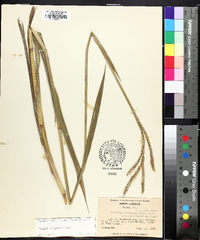 Paspalum floridanum image