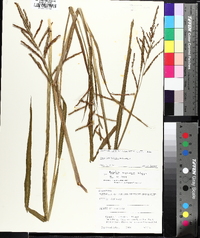 Paspalum boscianum image