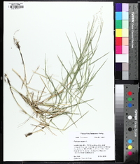 Panicum repens image