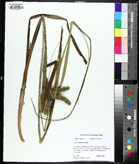 Carex comosa image