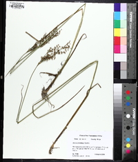 Juncus nodatus image