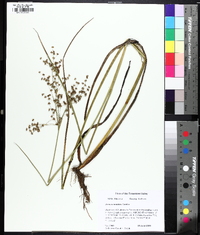 Juncus nodatus image