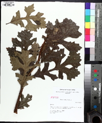 Quercus x guadalupensis image