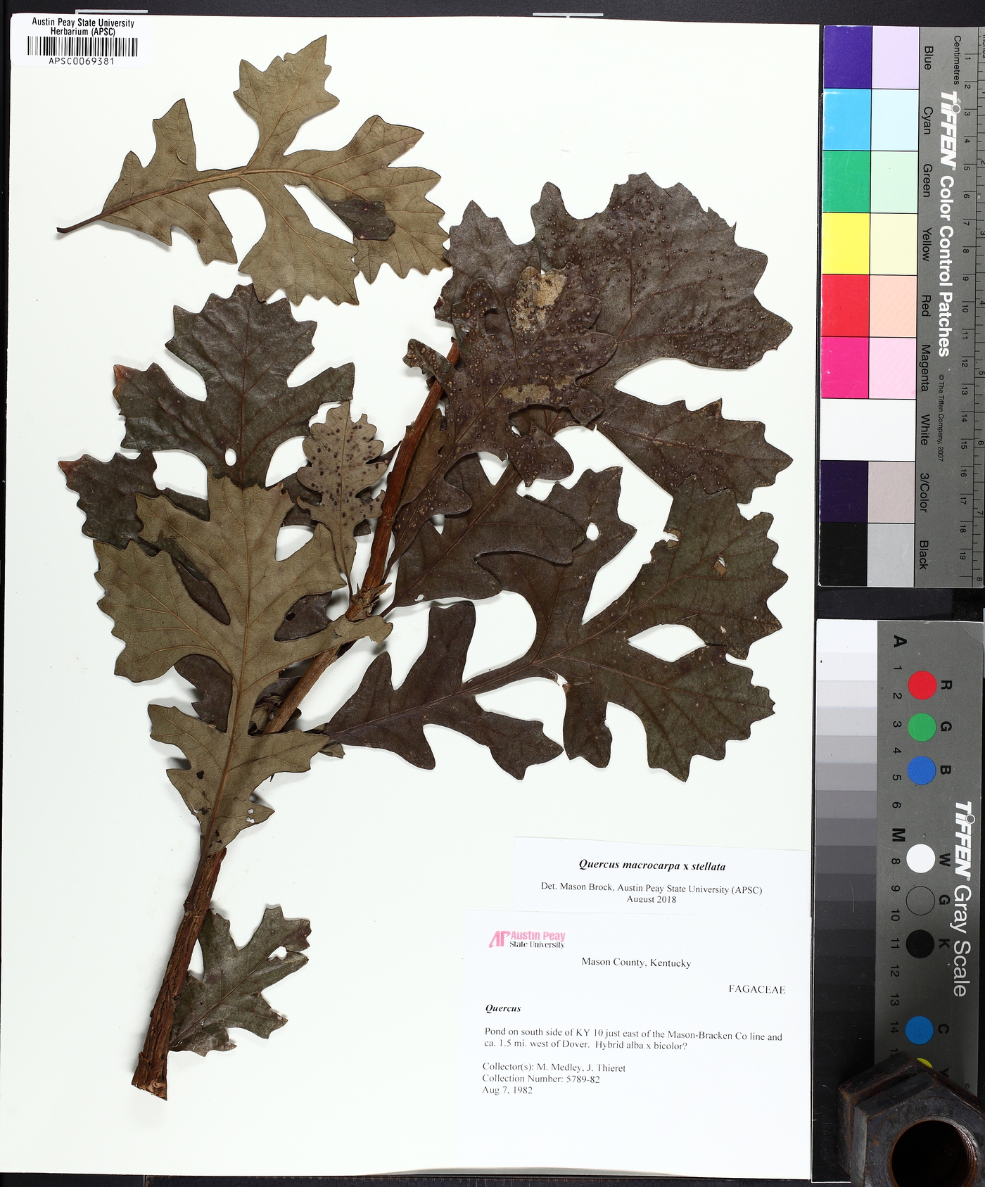 Quercus x guadalupensis image
