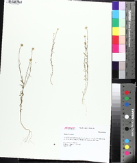 Polygala curtissii image