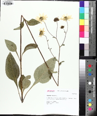 Helianthus atrorubens image