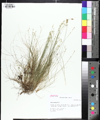 Carex eburnea image