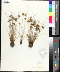 Cyperus flavescens image