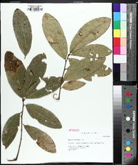 Quercus imbricaria image