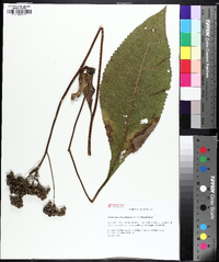 Parthenium integrifolium image