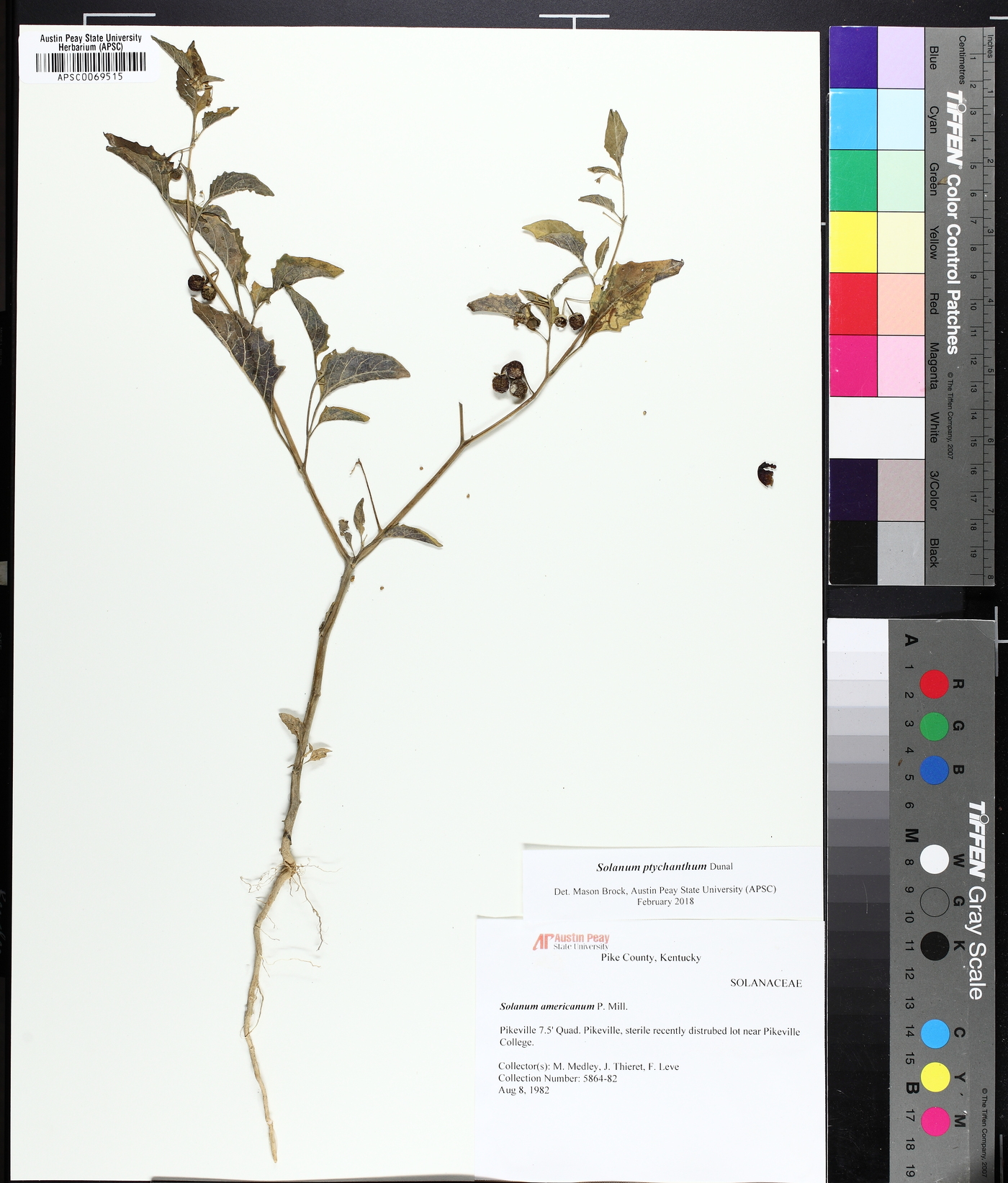 Solanum emulans image