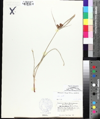 Cyperus echinatus image