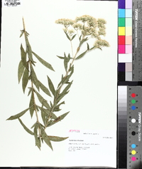 Eupatorium altissimum image