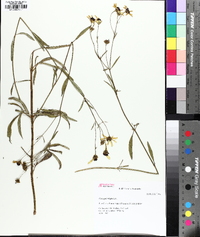 Coreopsis tripteris image