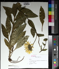 Silphium radula image