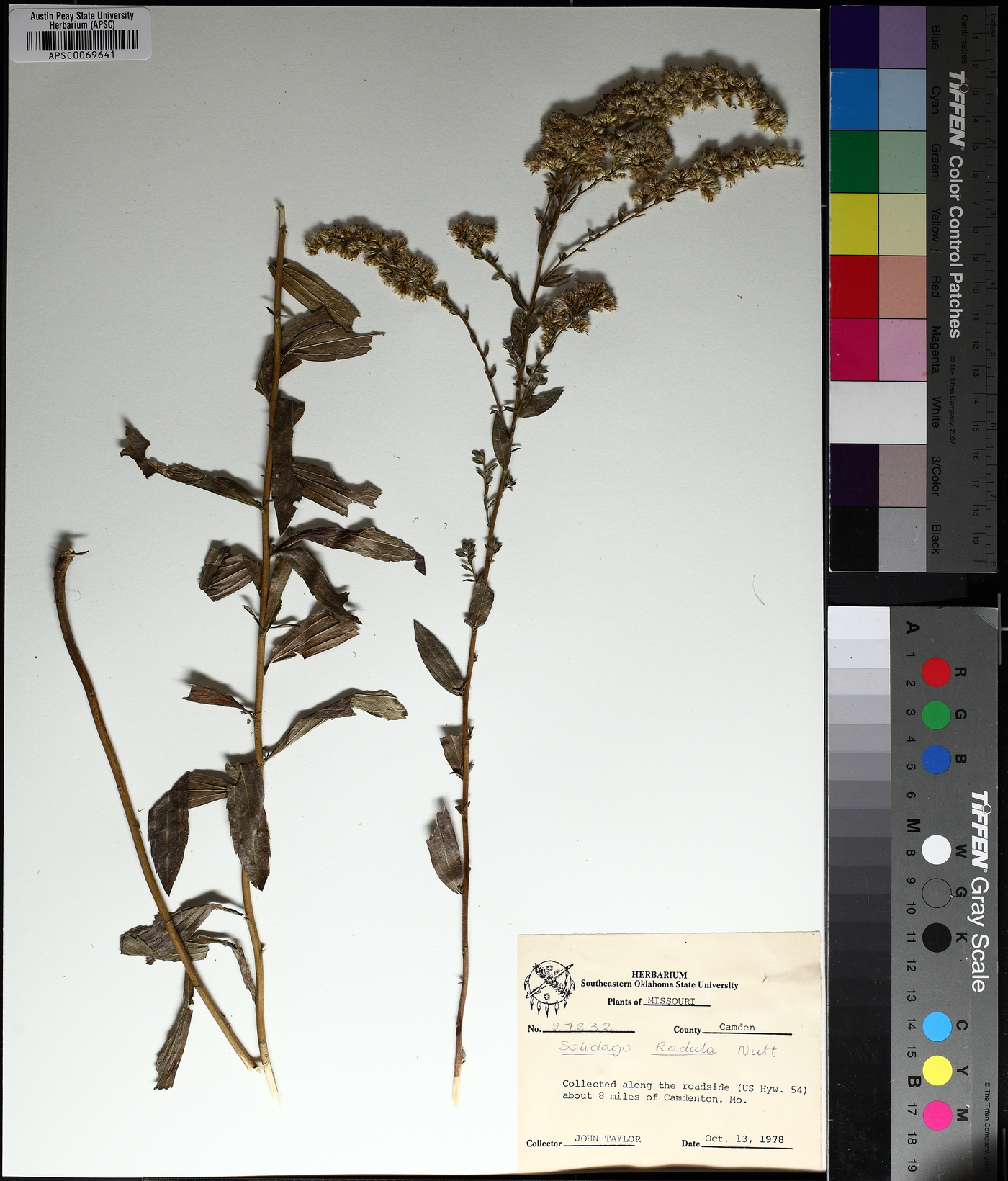 Solidago radula image