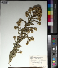 Solidago rigida image