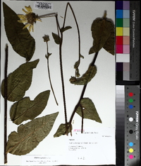 Silphium gracile image