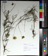 Coreopsis tinctoria image