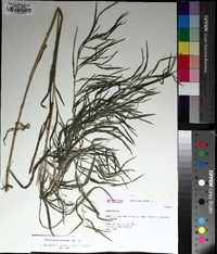 Muhlenbergia frondosa image