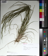 Danthonia compressa image