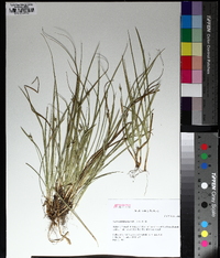 Carex willdenowii image