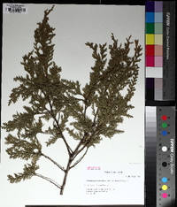 Chamaecyparis thyoides image