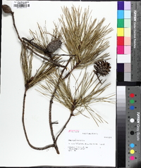 Pinus rigida image