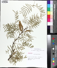 Prosopis glandulosa image