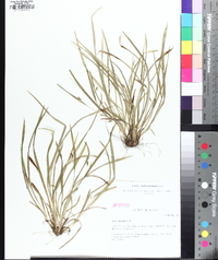 Carex cumberlandensis image