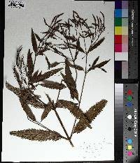 Verbena × engelmannii image