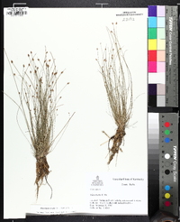 Eleocharis ovata image