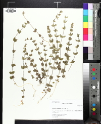 Scutellaria parvula image