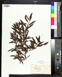 Salix petiolaris image